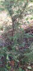 Juniperus communis