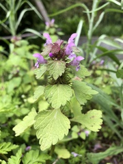Lamium purpureum