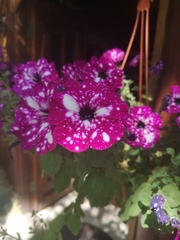 Petunia × atkinsiana