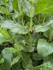 Labidomera clivicollis