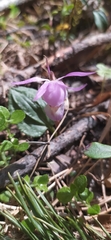 Calypso bulbosa bulbosa