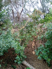 Pittosporum tobira