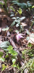 Calypso bulbosa bulbosa