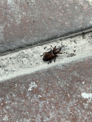 Odoiporus longicollis