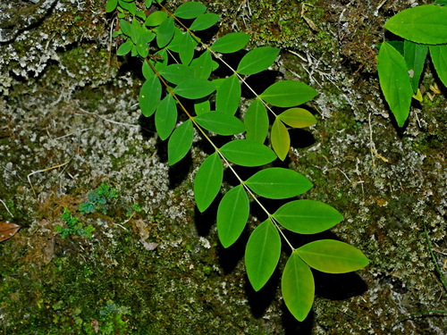 Hypericum geminiflorum