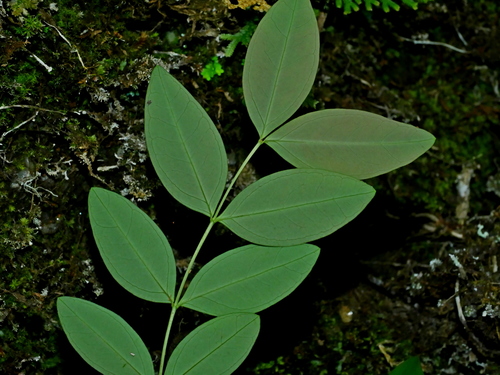Hypericum geminiflorum