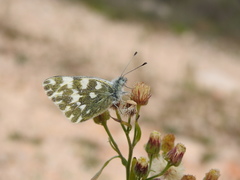 Euchloe ausonia