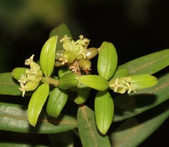 Pimelea clavata