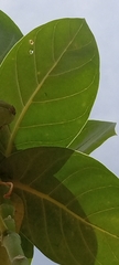 Calotropis procera image