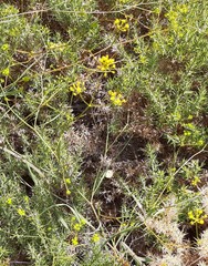 Bupleurum rigidum