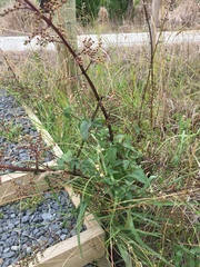 Scrophularia auriculata