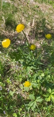 Trollius europaeus
