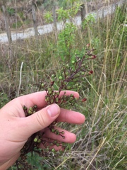 Scrophularia auriculata