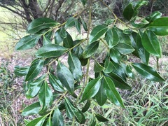 Psydrax odorata