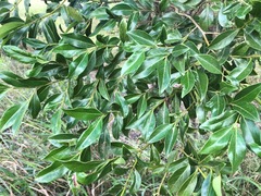 Psydrax odorata