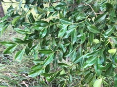 Psydrax odorata