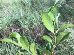Psydrax odorata