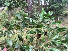 Psydrax odorata