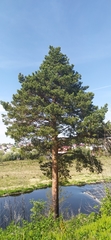 Pinus sylvestris