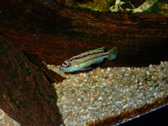 Melanochromis auratus