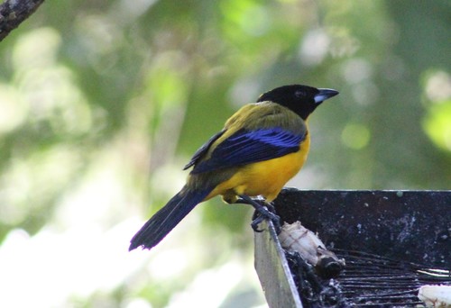 Black-chinned Mountain Tanager (Anisognathus notabilis), photo 8