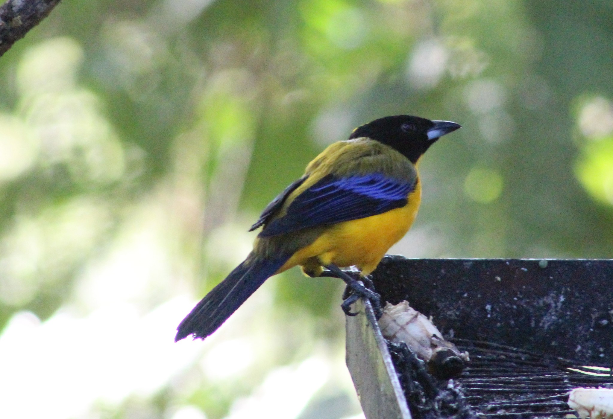 Black-chinned Mountain Tanager illustration