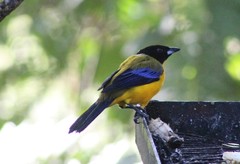 Anisognathus notabilis