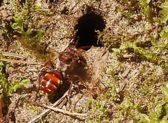 Nomada maculata