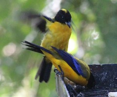 Anisognathus notabilis