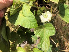 Passiflora foetida