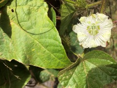 Passiflora foetida