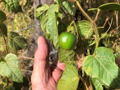 Passiflora foetida