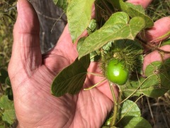 Passiflora foetida
