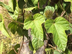 Passiflora foetida