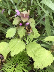 Anthophora
