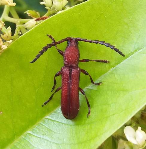Pyrestes