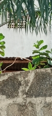 Calotropis procera