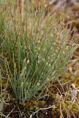 Ephedra distachya