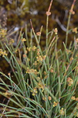 Ephedra distachya