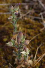 Ephedra distachya