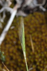 Festuca fasciculata