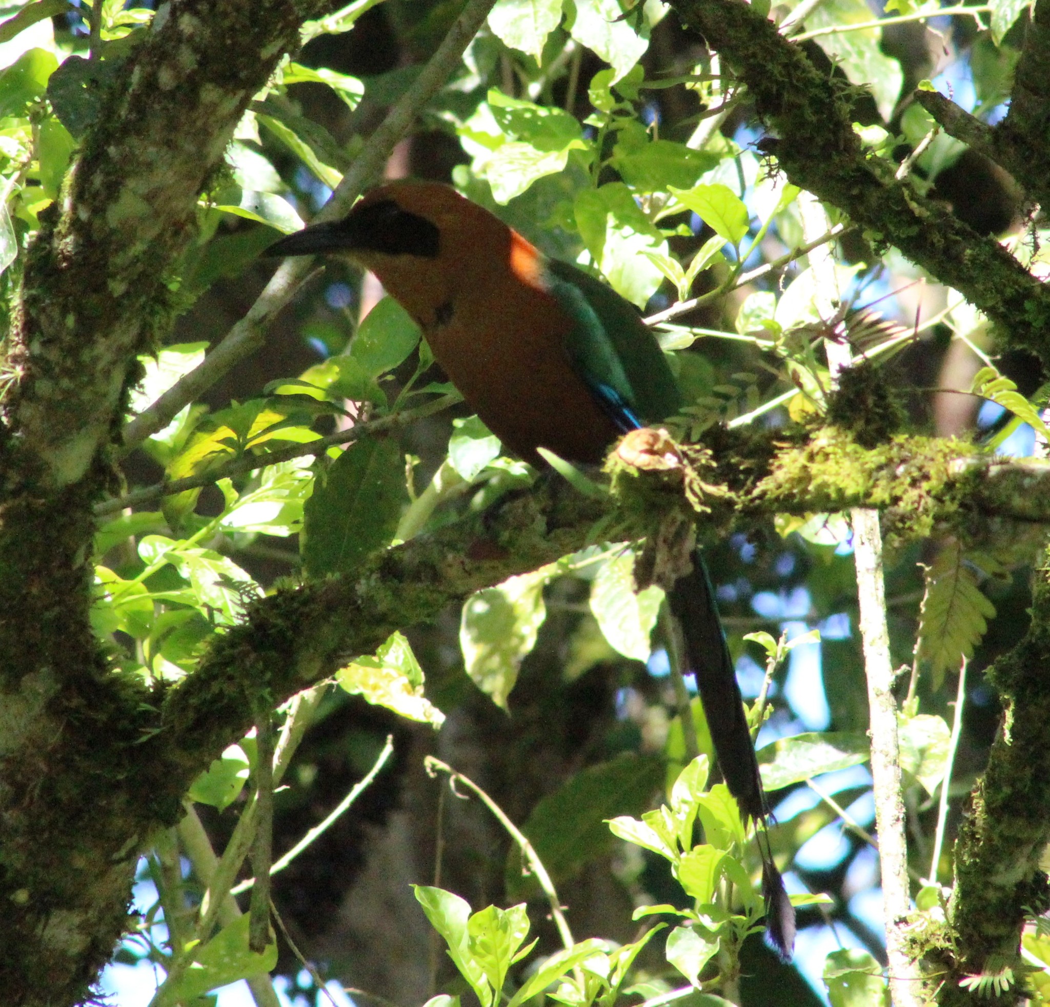 Rufous Motmot (Baryphthengus martii)