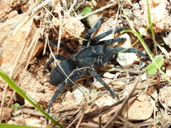 Chaetopelma olivaceum