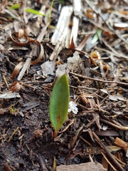 Cryptostylis