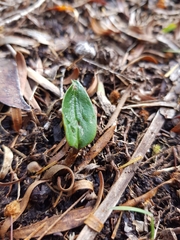 Cryptostylis