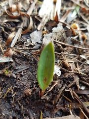 Cryptostylis