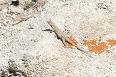 Uta stansburiana uniformis