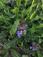 Glechoma hederacea
