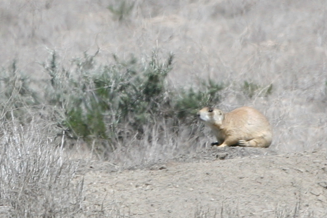 Utah Prairie Dog