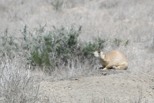Utah Prairie Dog